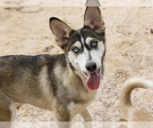 Small Huskies  Mix