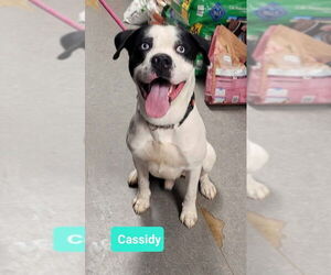 American Pit Bull Terrier-Huskies  Mix Dogs for adoption in Richmond, IN, USA