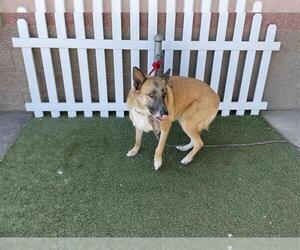 German Shepherd Dog Dogs for adoption in Modesto, CA, USA