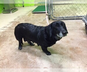 Basset Hound Dogs for adoption in Green Cove Springs, FL, USA