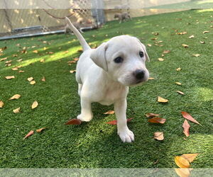 Labrador Retriever-Unknown Mix Dogs for adoption in Pompano Beach , FL, USA