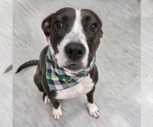 Medium Photo #1 Mutt Puppy For Sale in GILBERTS, IL, USA