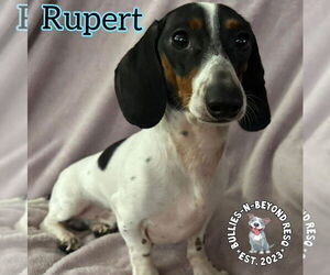 Dachshund Dogs for adoption in Omaha, NE, USA