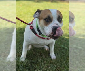 Bulldog-Unknown Mix Dogs for adoption in Woodland, CA, USA
