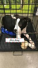 American Pit Bull Terrier Dogs for adoption in Midland, TX, USA