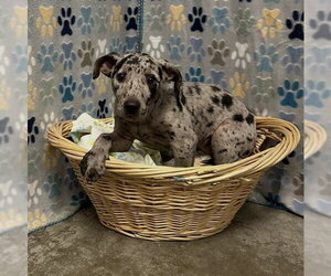 Bluetick Coonhound Dogs for adoption in Rosenberg, TX, USA