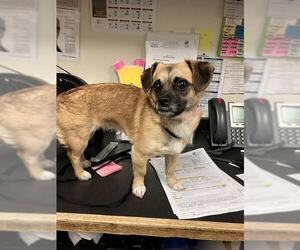 Pug-Unknown Mix Dogs for adoption in Long Beach, CA, USA