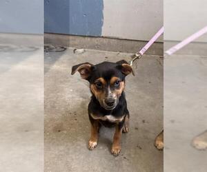 German Shepherd Dog Dogs for adoption in Camarillo, CA, USA