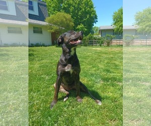 Boxador Dogs for adoption in Germantown, OH, USA