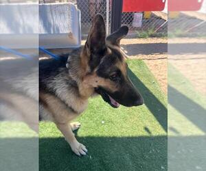German Shepherd Dog Dogs for adoption in HESPERIA, CA, USA