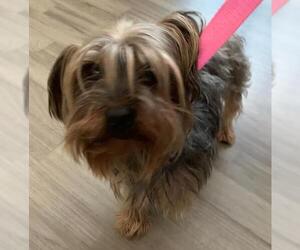 Mutt Dogs for adoption in Fremont, CA, USA