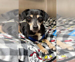 Chihuahua Dogs for adoption in Naples, FL, USA