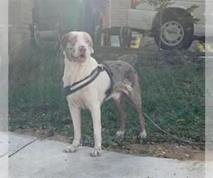 Catahoula Leopard Dog-Unknown Mix Dogs for adoption in San Antonio, TX, USA