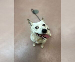 Australian Cattle Dog Dogs for adoption in Ogden, UT, USA