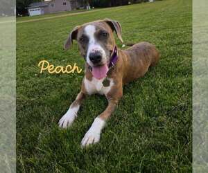 Mutt Dogs for adoption in Crystal, MN, USA