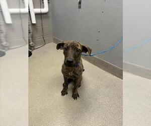 American Pit Bull Terrier-Unknown Mix Dogs for adoption in Las Vegas, NV, USA