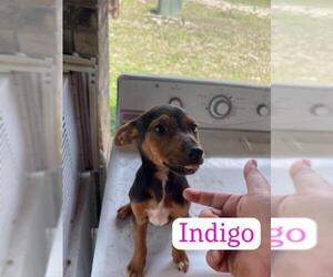 Labbe Dogs for adoption in Alexandria, VA, USA