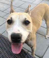 American Pit Bull Terrier-Jack Russell Terrier Mix Dogs for adoption in Staunton, VA, USA