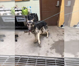 German Shepherd Dog Dogs for adoption in Stockton, CA, USA