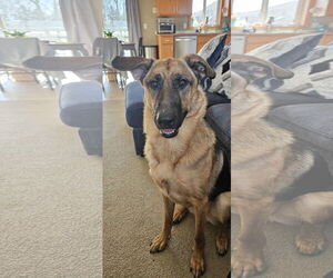 German Shepherd Dog-Unknown Mix Dogs for adoption in Princeton, MN, USA