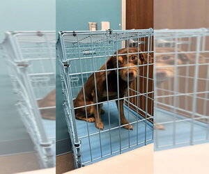Medium Photo #1 Chiweenie Puppy For Sale in Houston, TX, USA