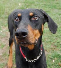 Doberman Pinscher Dogs for adoption in Richmond, IN, USA