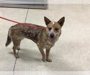 Mutt Dogs for adoption in Riverside, CA, USA