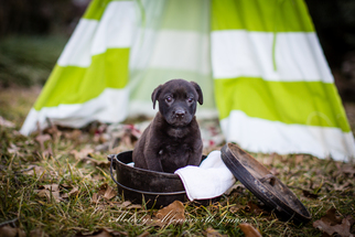 Medium Photo #1 Labrador Retriever-Unknown Mix Puppy For Sale in north little rock, AR, USA