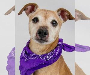 Greyhound-Jack Russell Terrier Mix Dogs for adoption in Kennesaw, GA, USA