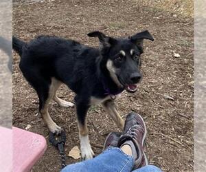 German Shepherd Dog-Unknown Mix Dogs for adoption in Denver, CO, USA