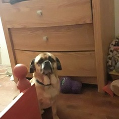 Puggle Dogs for adoption in Indianapolis, IN, USA