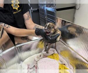 German Shepherd Dog-Unknown Mix Dogs for adoption in Visalia, CA, USA