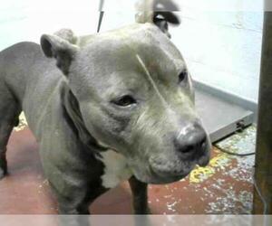 American Bulldog Dogs for adoption in Atlanta, GA, USA