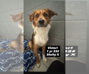 Australian Shepherd-Unknown Mix Dogs for adoption in San Diego , CA, USA
