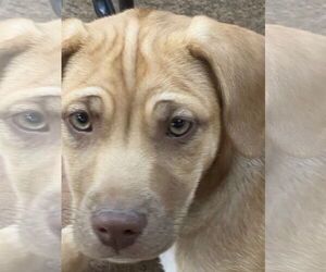 Rhodesian Ridgeback-Unknown Mix Dogs for adoption in San Diego, CA, USA