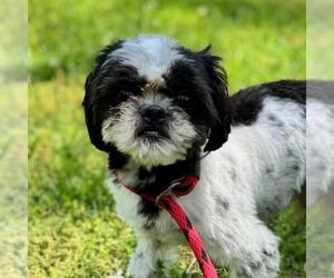 Shih Tzu-Unknown Mix Dogs for adoption in Yardley, PA, USA