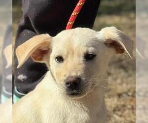 Australian Shepherd-Unknown Mix Dogs for adoption in Yardley, PA, USA