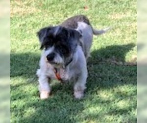 Shih Apso Dogs for adoption in Lindsay, CA, USA