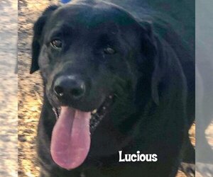 Labrador Retriever Dogs for adoption in Vail, AZ, USA