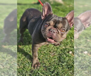 French Bulldog Dogs for adoption in Lake elsinore, CA, USA