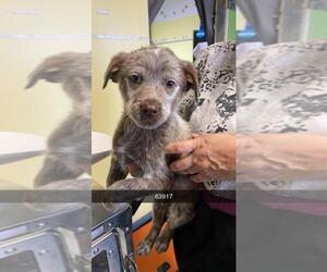 Texas Heeler Dogs for adoption in Chico, CA, USA