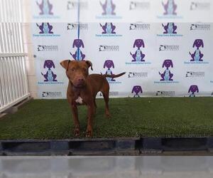 American Pit Bull Terrier-Unknown Mix Dogs for adoption in Orlando, FL, USA