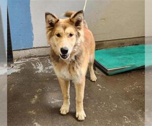 Siberian Husky-Unknown Mix Dogs for adoption in Camarillo, CA, USA