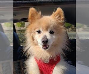 Pomeranian Dogs for adoption in Las Vegas, NV, USA