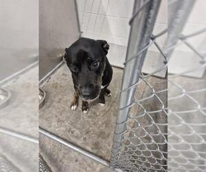 Labrador Retriever-Unknown Mix Dogs for adoption in Temple, TX, USA