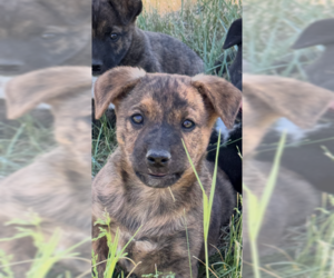 Boxer-Unknown Mix Dogs for adoption in MIDWAY, UT, USA