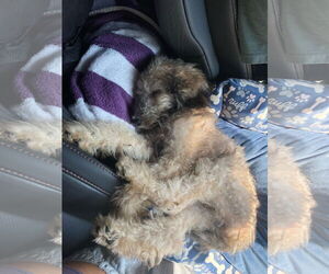 Poodle (Miniature) Dogs for adoption in Valrico, FL, USA