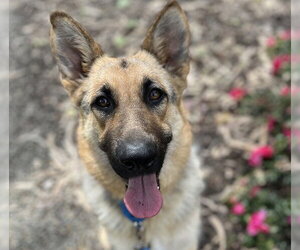 German Shepherd Dog Dogs for adoption in Martinez, CA, USA
