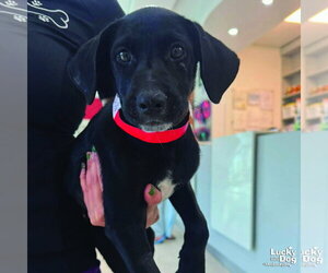 Labrador Retriever-Unknown Mix Dogs for adoption in Washington, DC, USA
