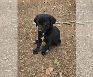 Labrador Retriever-Unknown Mix Dogs for adoption in Kannapolis, NC, USA